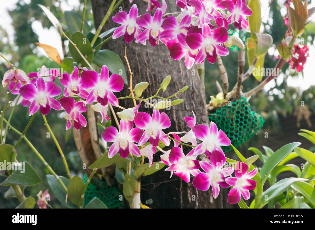 Orchid blossoms (Orchidaceae), Sukhothai, Thailand, Asia Stock Photo