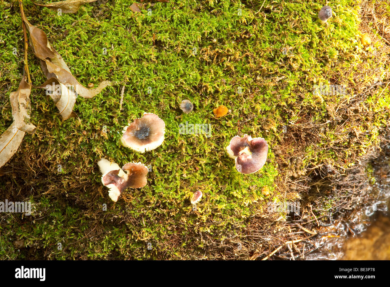 Mushrooms growing on a moss covered bank of the South St Vrain Creek