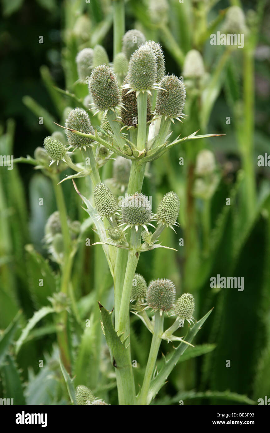 AgaveLeaved Sea Holly, Eryngium agavifolium, Apiaceae Stock Photo