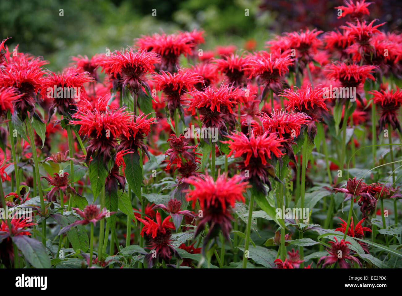 Bergamot, Scarlet Beebalm, Scarlet Monarda, Oswego Tea, or Crimson Beebalm, Monarda didyma 'Cambridge Scarlet', Lamiaceae, USA Stock Photo