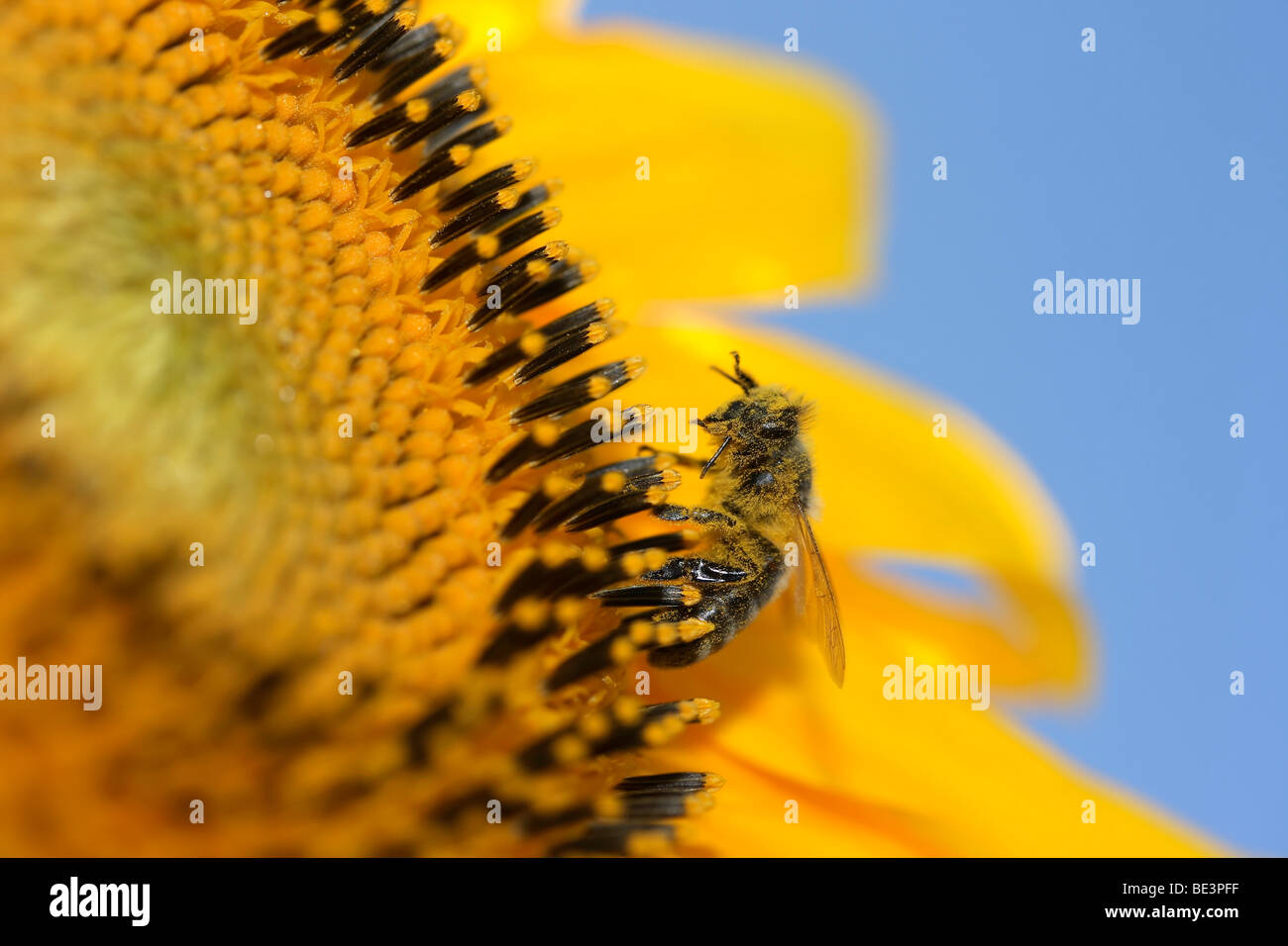 Apiformes High Resolution Stock Photography and Images - Alamy