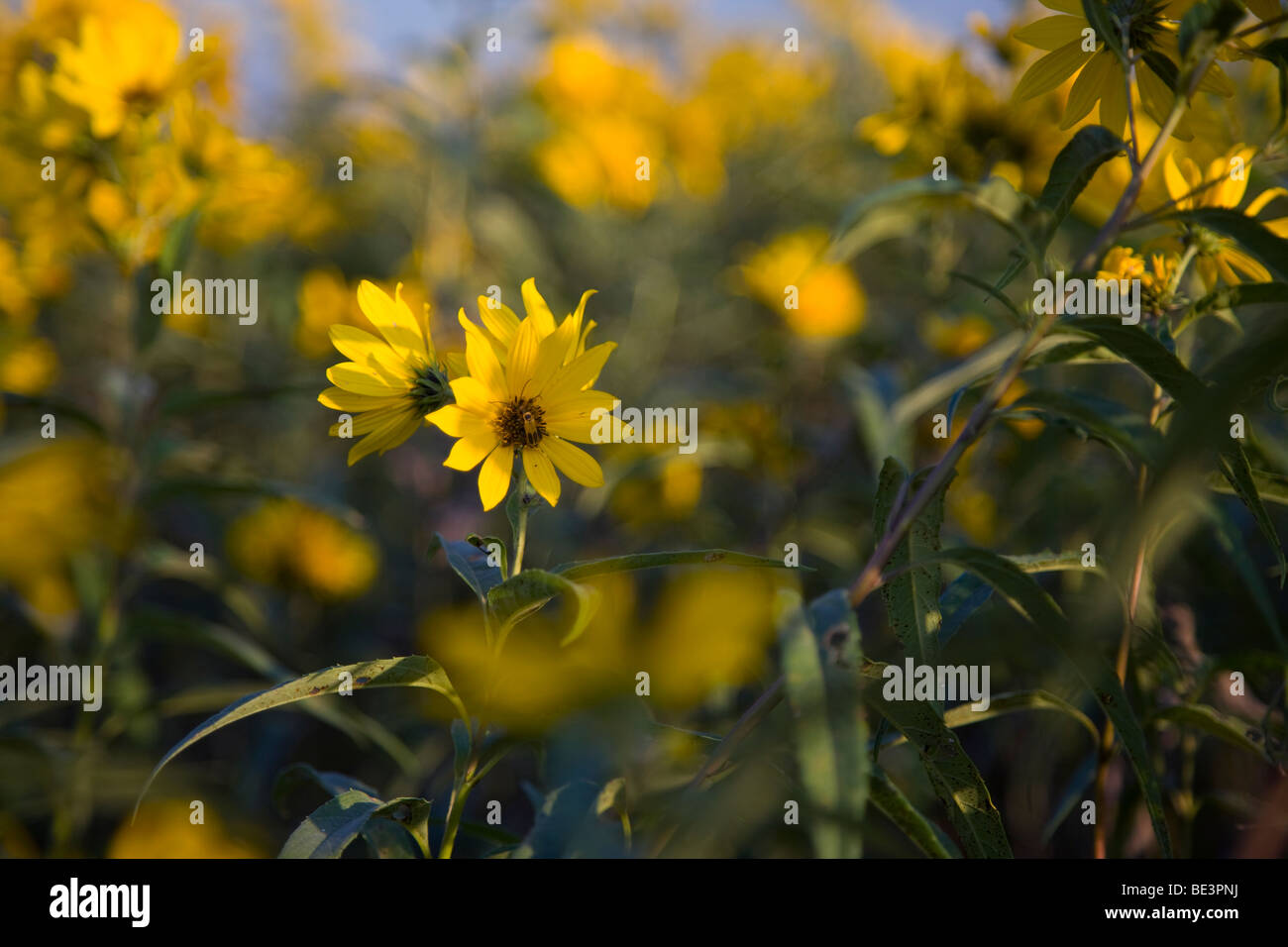 sunflowers in tallgrass prairie, Rolling Thunder Prairie State Preserve