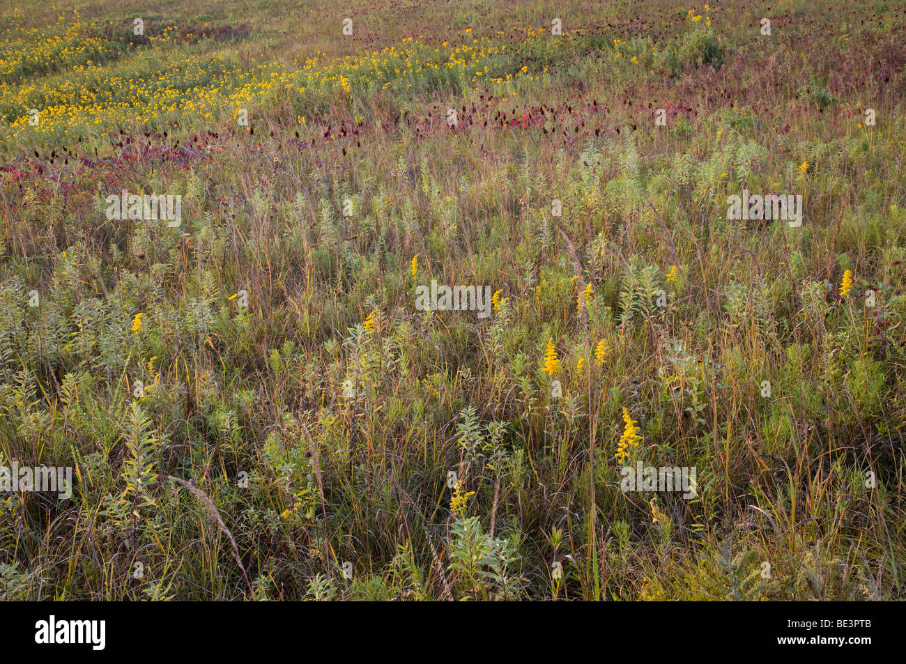 tallgrass prairie in autumn, Rolling Thunder Prairie State Preserve, Warren County, Iowa Stock Photo