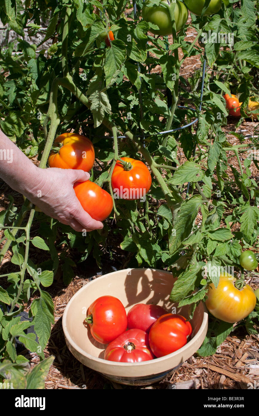 Person picking Jet Star Tomatoes Eastern United States Stock Photo Alamy