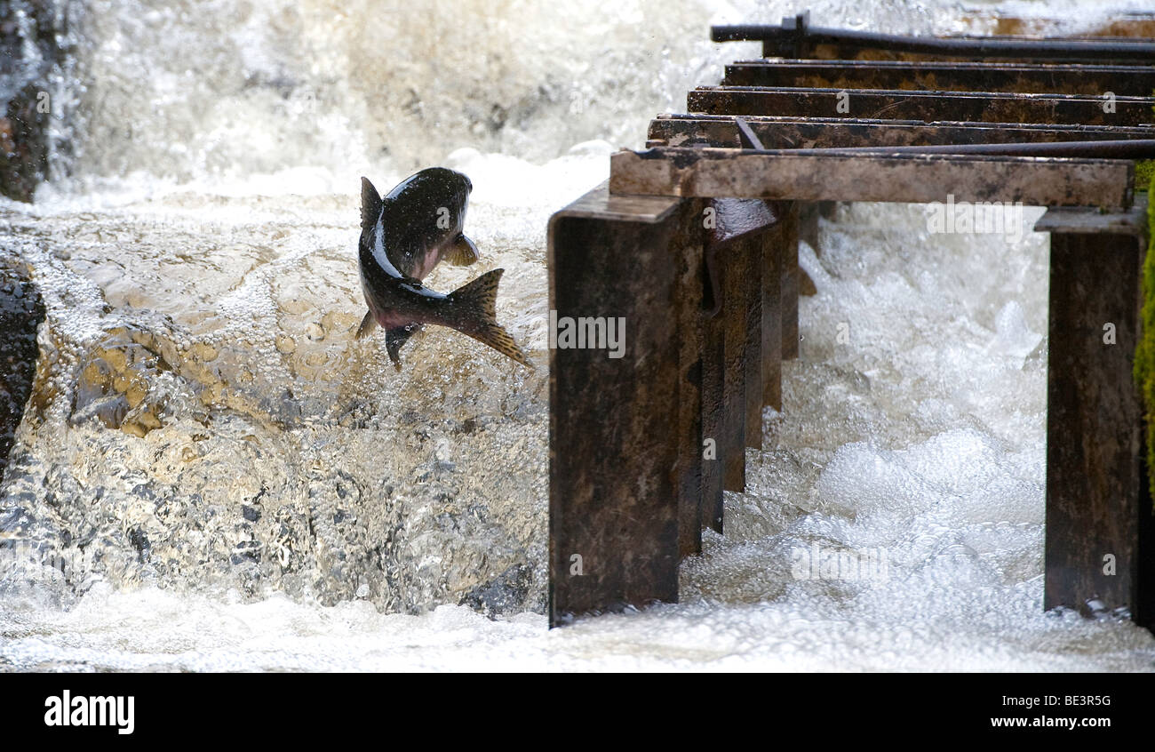 'A Pink Salmon swimming up the fish ladder at Pavlov Creek, Alaska.' Stock Photo