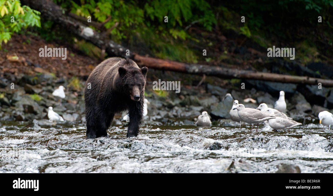 'An Alaskan Coastal Brown Bear sow searches for some salmon.'  '( B / W Image = Alamy BE3T7Y )' Stock Photo