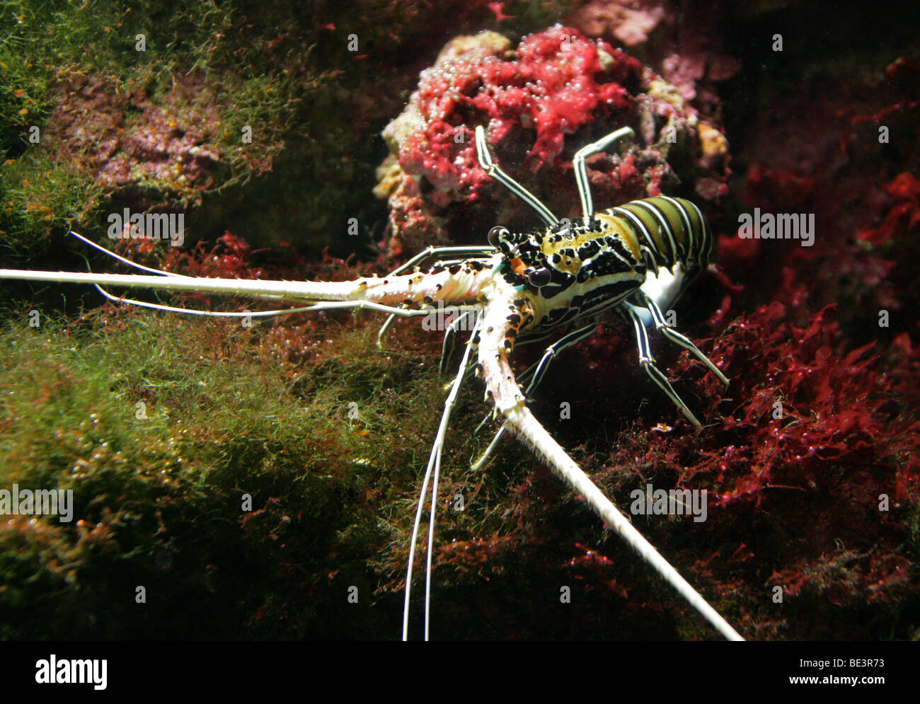 Blue Lobster, Panulirus versicolor, Palinuridae.  Aka Painted Rock Lobster and Blue Spiny Lobster. Stock Photo