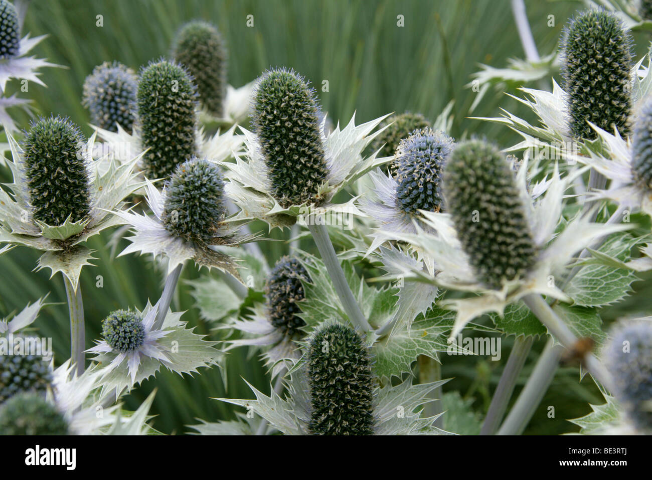 Giant Sea Holly, Eryngium giganteum "Silver Ghost", Apiaceae. Caucasus