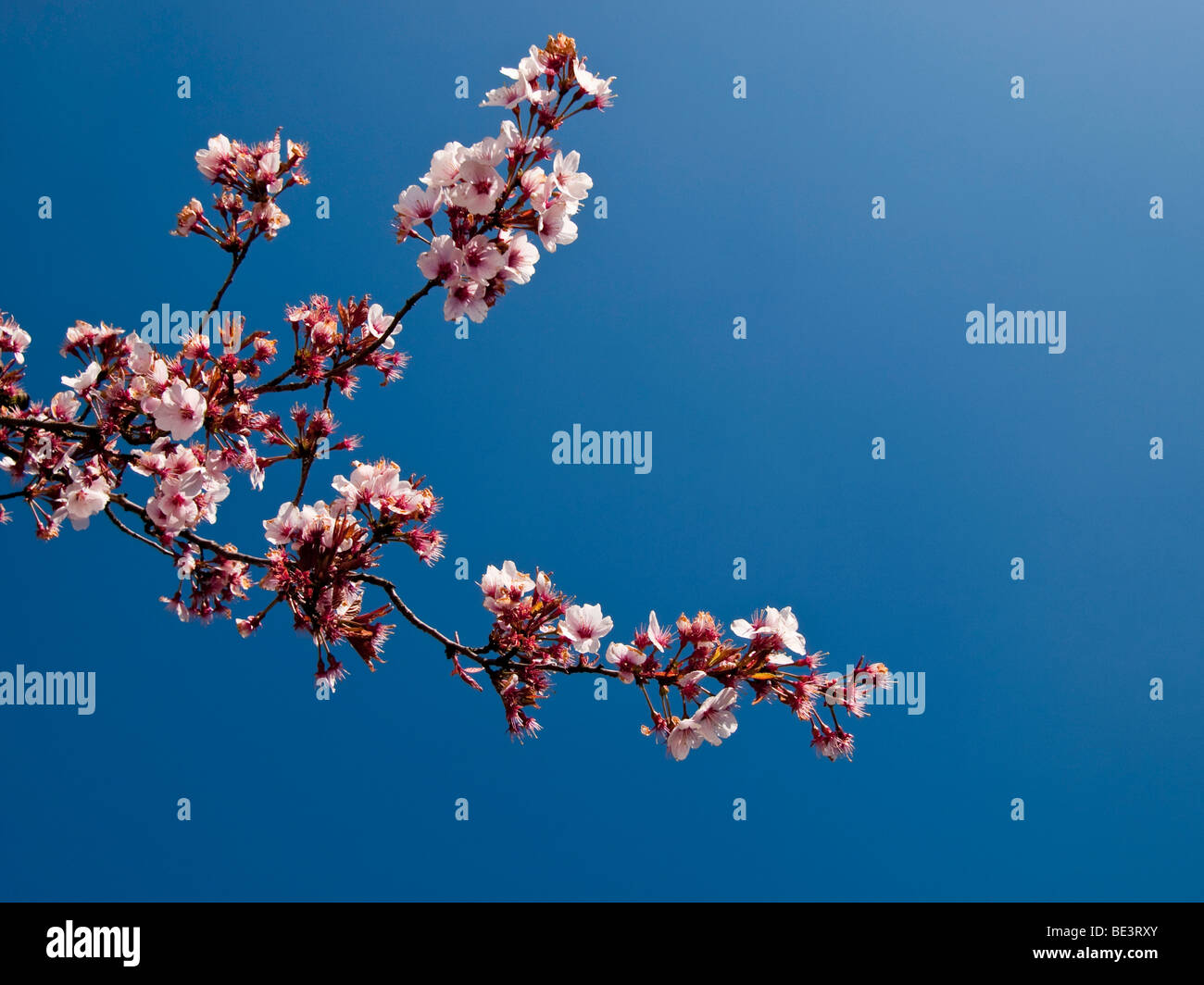 Cherry Blossoms and blue skuy Stock Photo