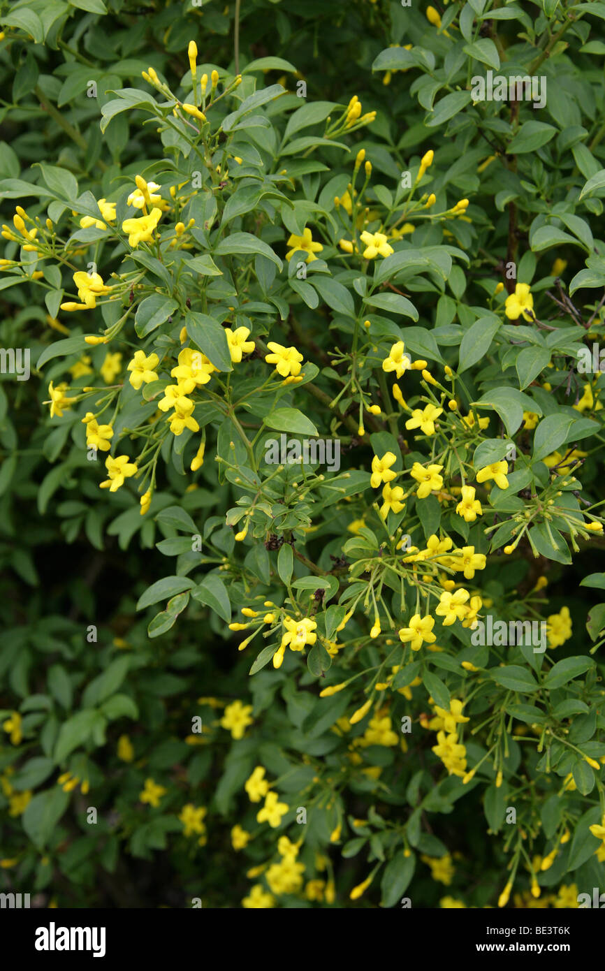 Italian Yellow Jasmine, Jasminum humile, Oleaceae, West China, Asia Stock Photo