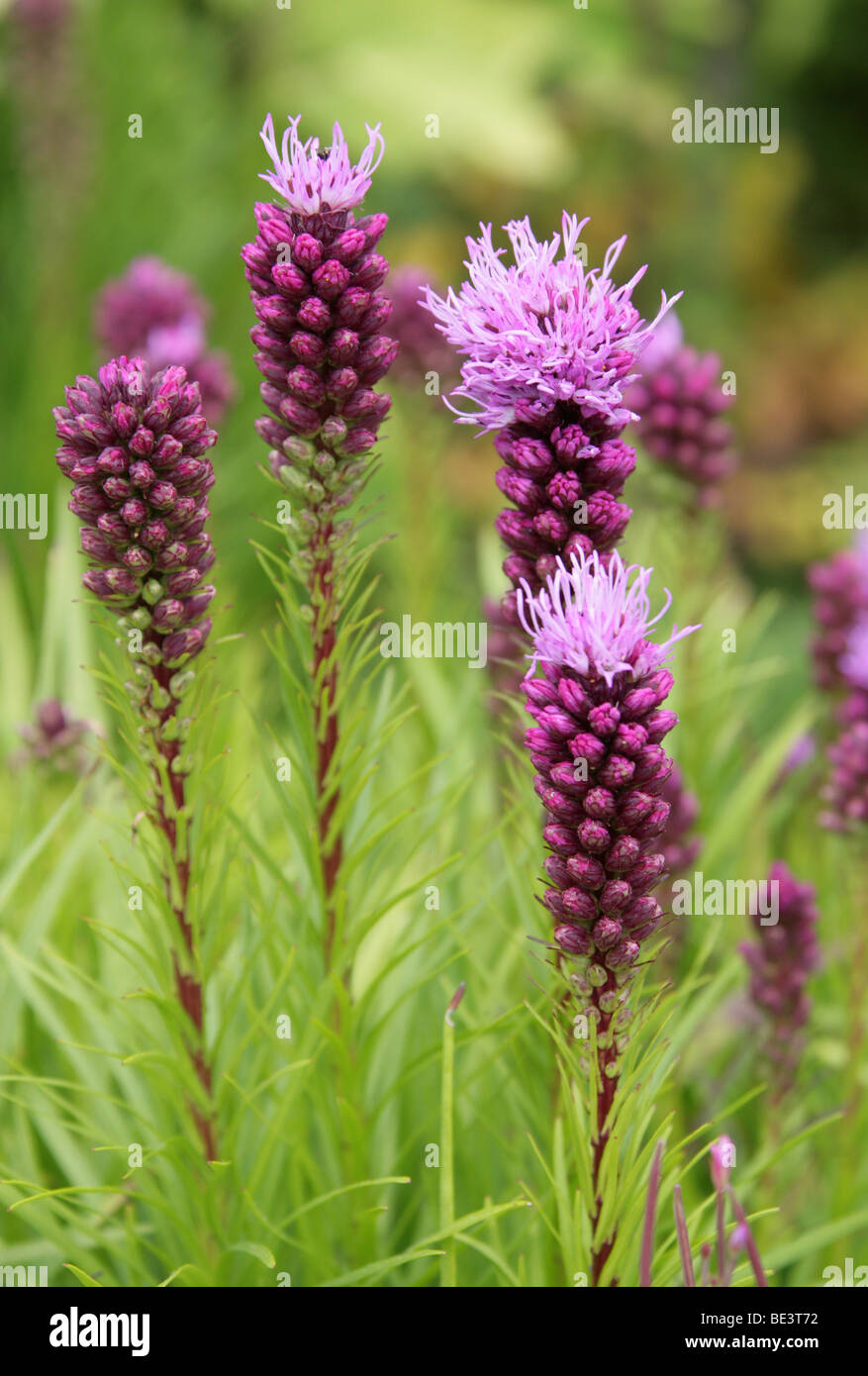 Blazing Star, Dense Blazing Star, Prairie Gay Feather, Kobold Dense Blazing Star or Kobold Gayfeather, Liatris spicata Stock Photo