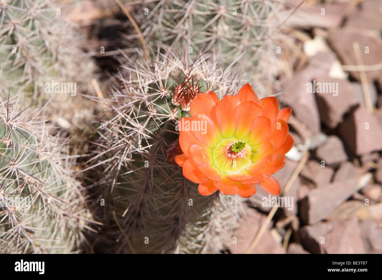 Blooming Cactus in Arizona Stock Photo