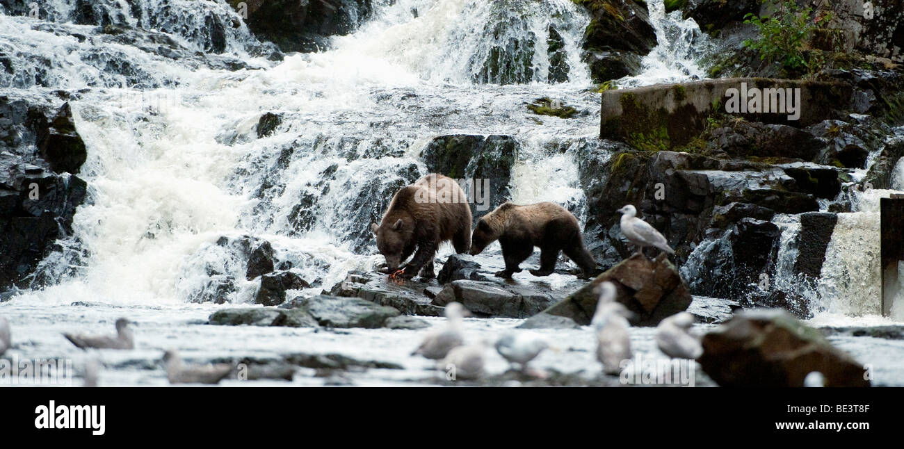 'A mother Alaskan Coastal Brown Bear and her cubs share some salmon.' Stock Photo