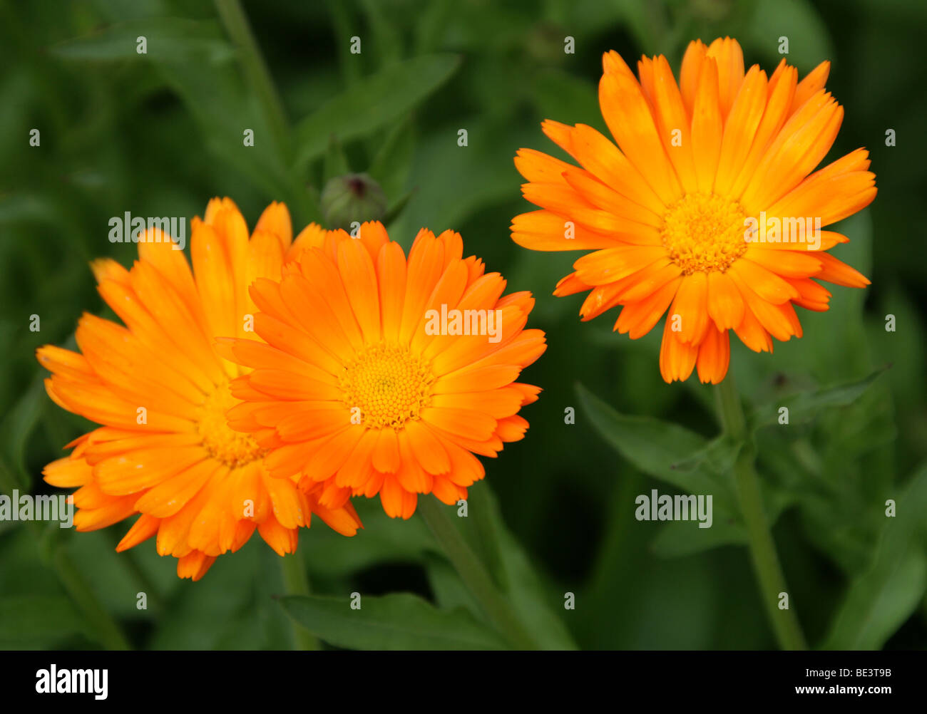 Pot Marigold or Scotch Marigold, Calendula officinalis, Asteraceae Stock Photo