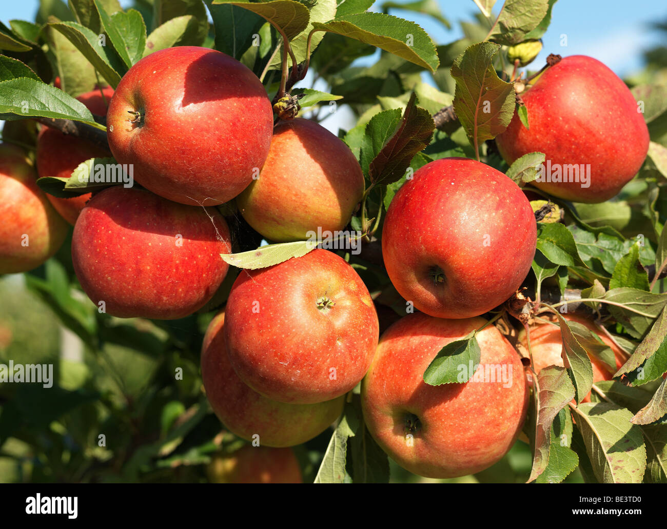 Apple tree / trees pictured during the harvest time in the Old Land/Jork, Lower Saxony, Germany September 16, 2009. Stock Photo
