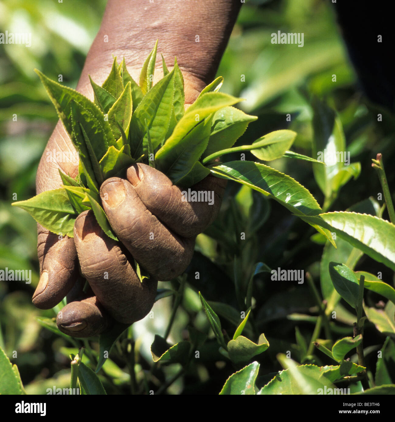 Fingers picking tea hi-res stock photography and images - Alamy