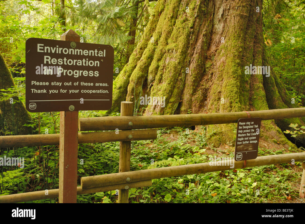 Old growth Western Red Cedar in West coast temperate rain forest-Goldstream Provincial park, Victoria, British Columbia, Canada Stock Photo