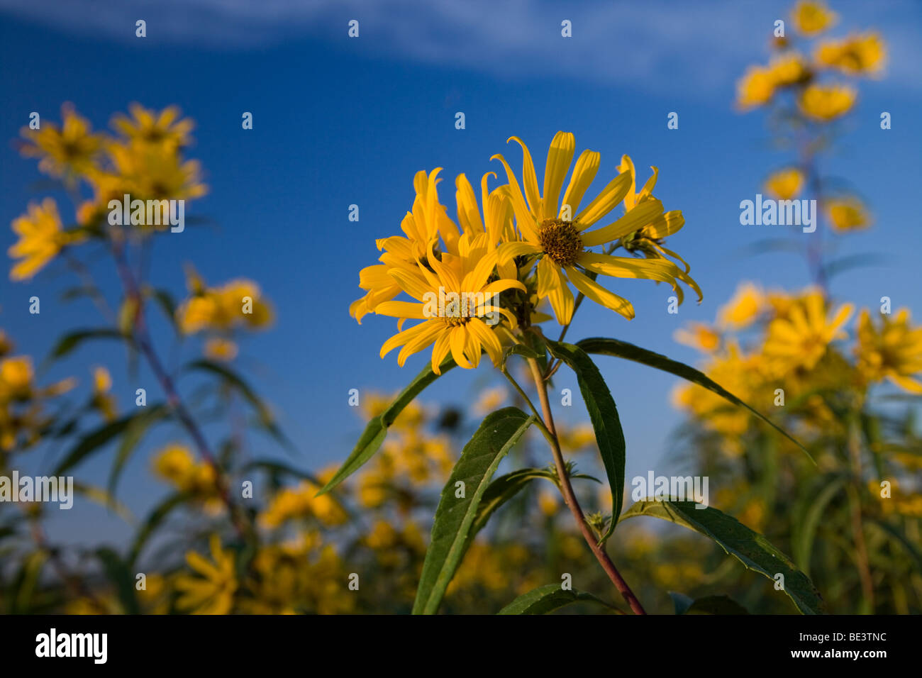 sunflowers in tallgrass prairie, Rolling Thunder Prairie State Preserve, Warren County, Iowa Stock Photo