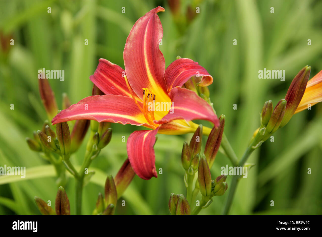 Day Lily 'Stafford' (Hemerocallis fulva), Hemerocallidaceae, Caucasus, China, Japan, Russia Stock Photo