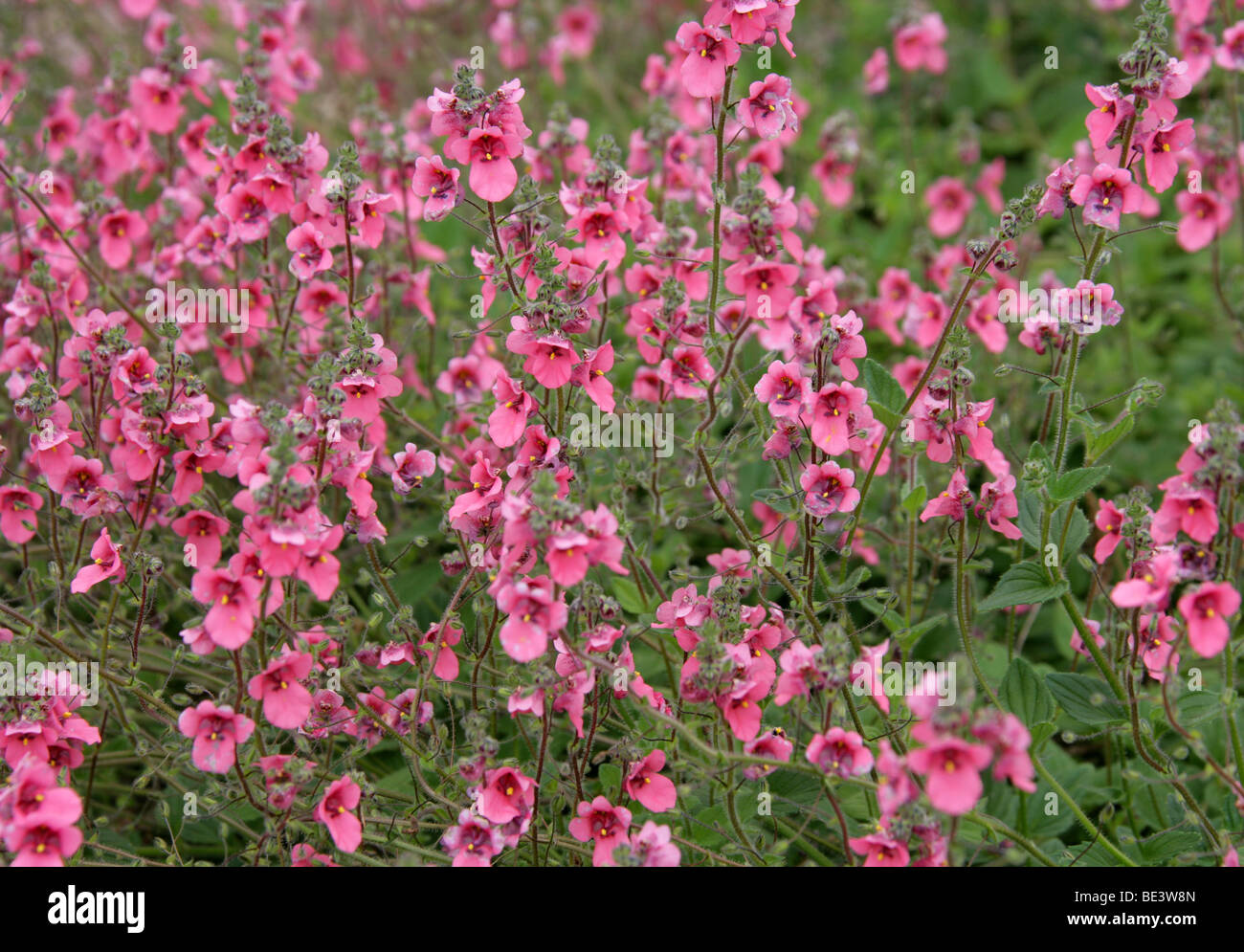 Twinspur, Diascia Hybrid 'Daydream', Scrophulariaceae, South Africa Stock Photo