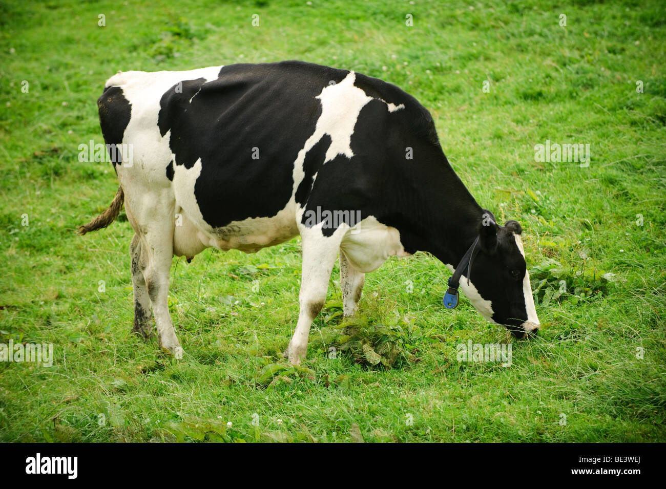 A black and white Friesian dairy cow grazing green grass in a field, England UK Stock Photo