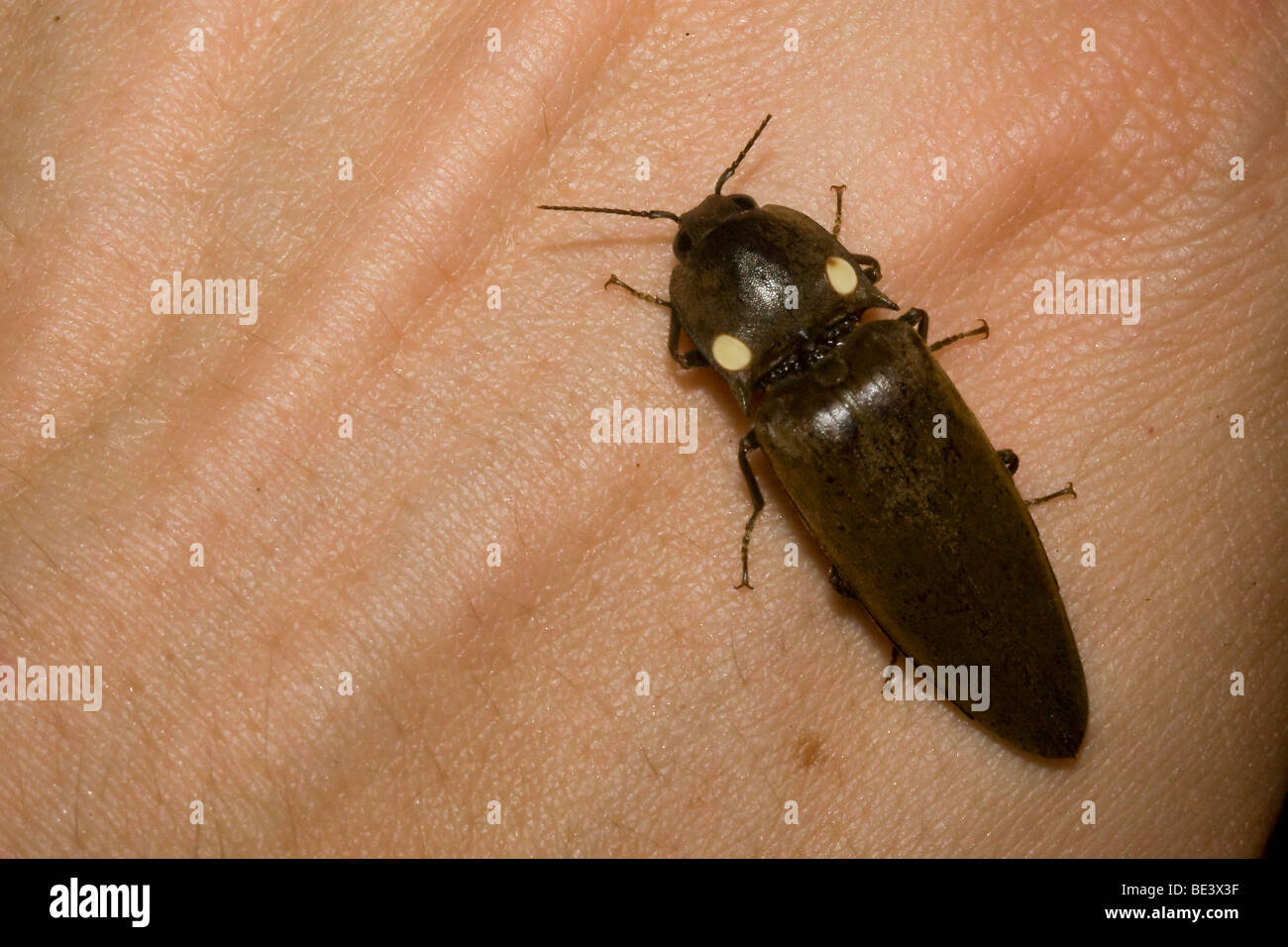 Fire beetle, Pyrophorus sp., an extremely bright bioluminescent click beetle. Photographed in Costa Rica. Stock Photo