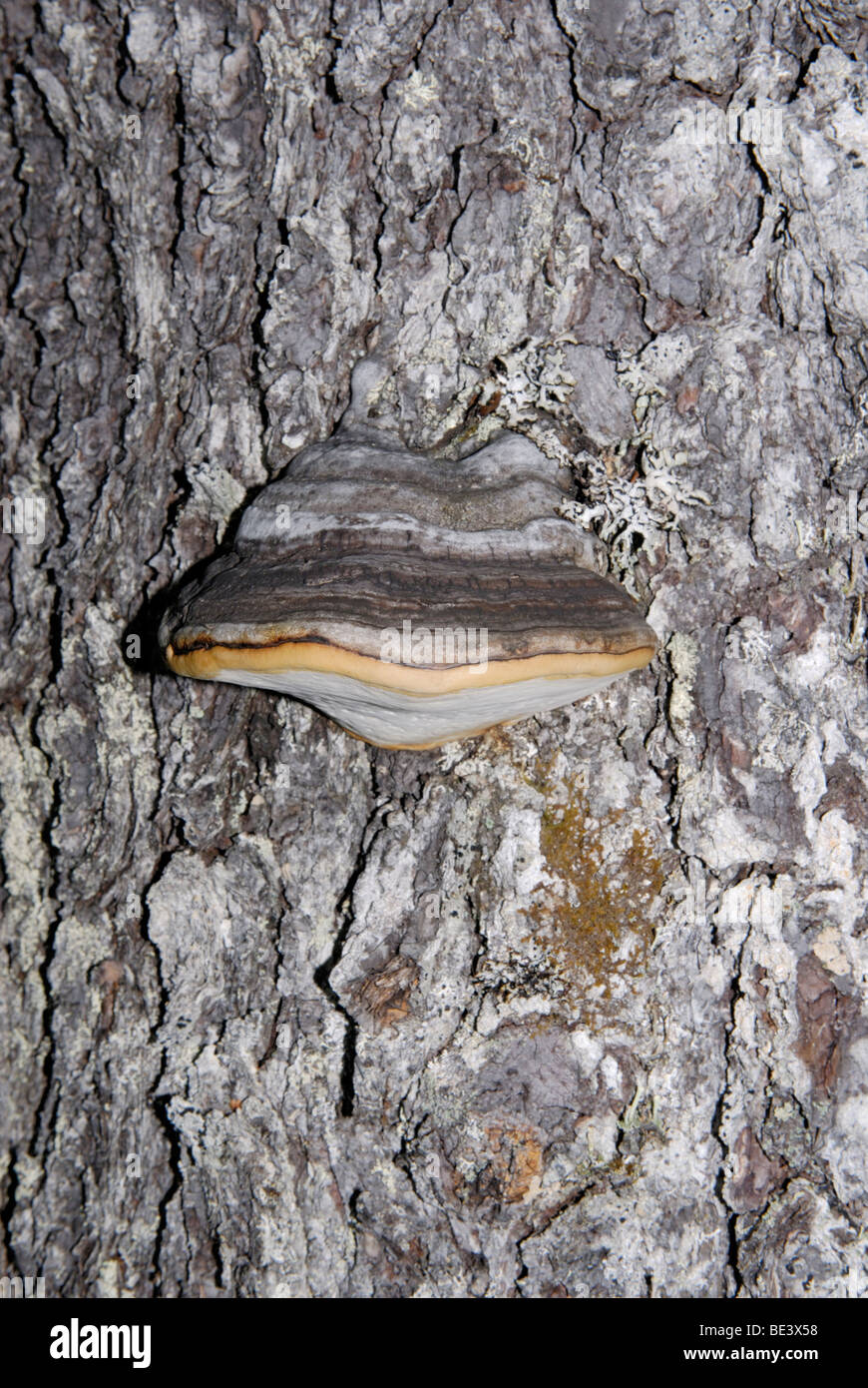 Shelf fungus, Ganoderma sp., feeding parasitically on a living tree. Stock Photo