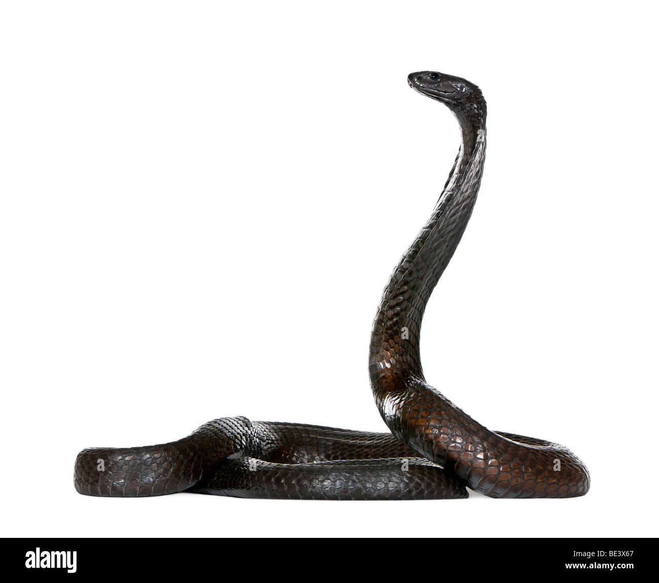 Portrait of Egyptian cobra, Naja haje, against white background, studio shot Stock Photo