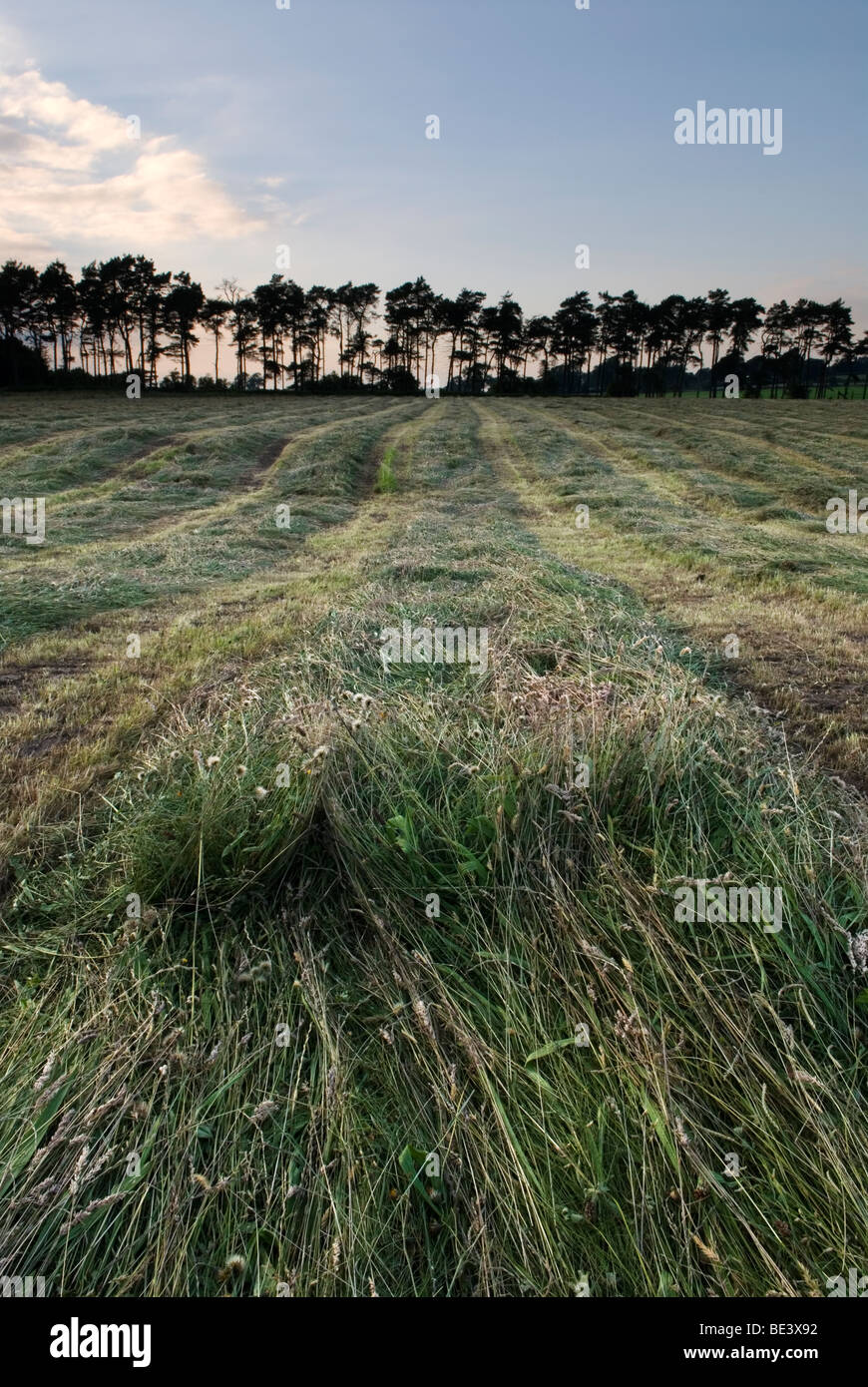 A field of cut grass waiting to be made into hay Stock Photo