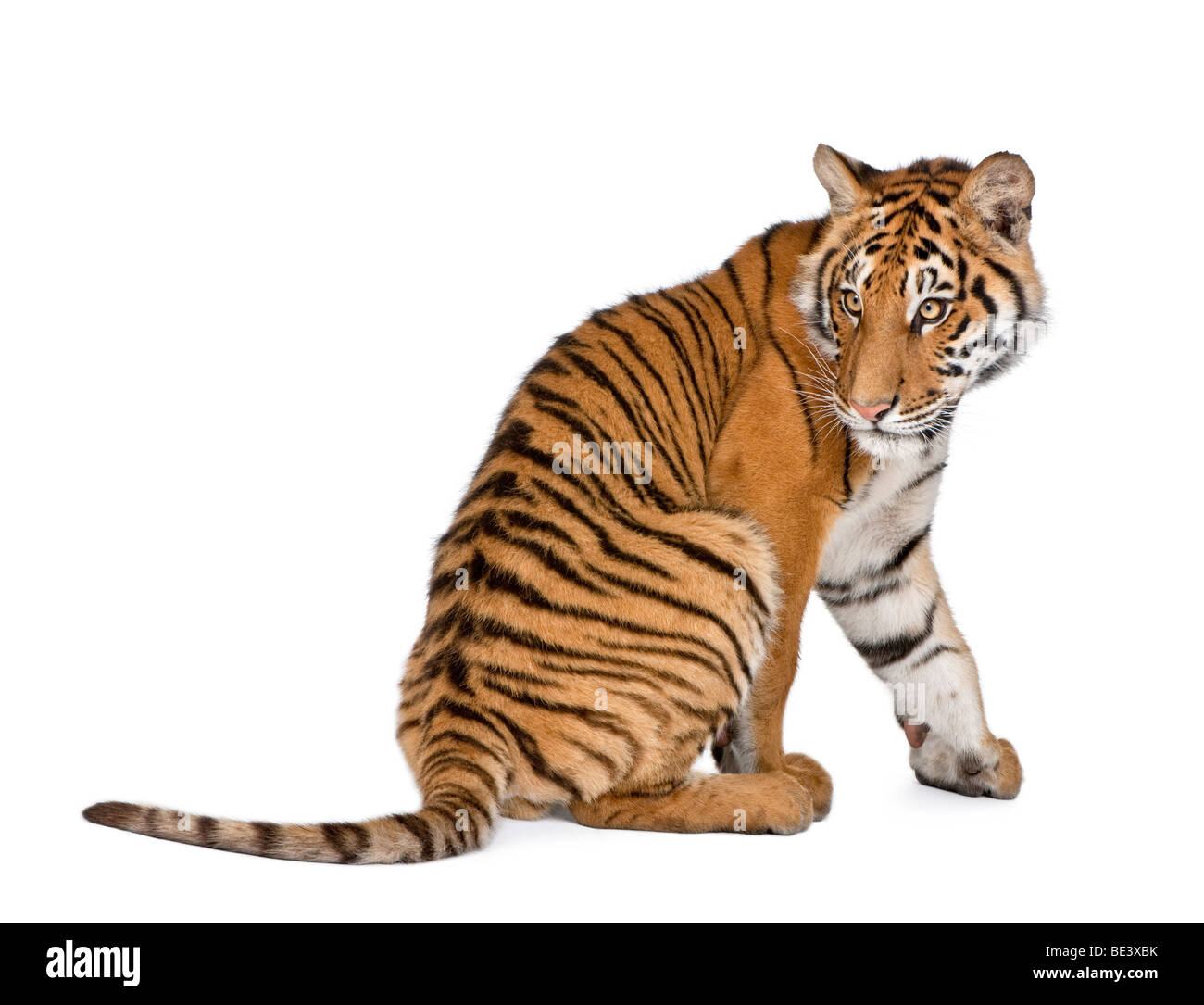 Bengal Tiger, Panthera tigris tigris, 1 year old, sitting in front of white background, studio shot Stock Photo