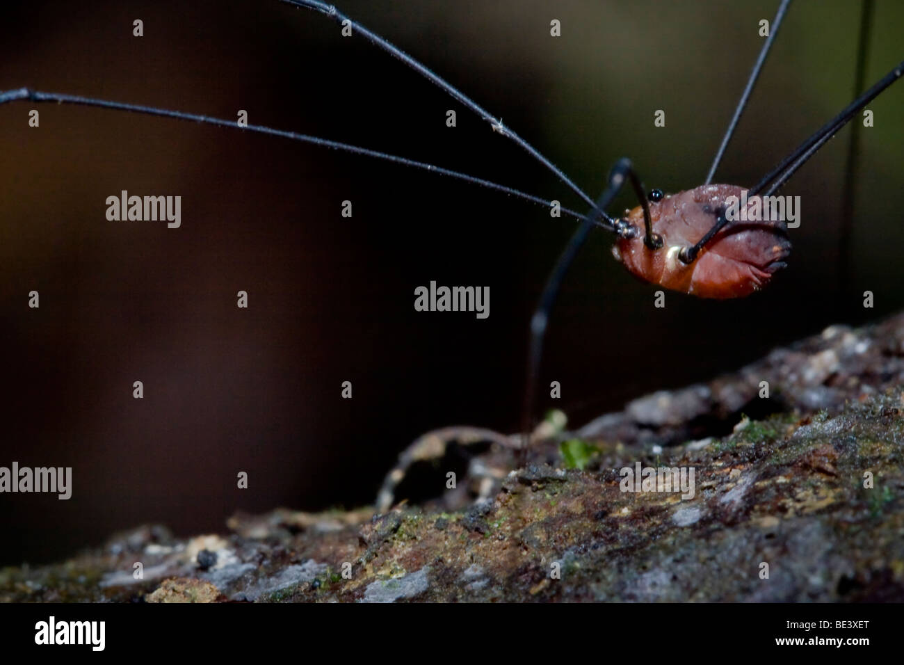 Close-up of a daddy long-leg. Stock Photo