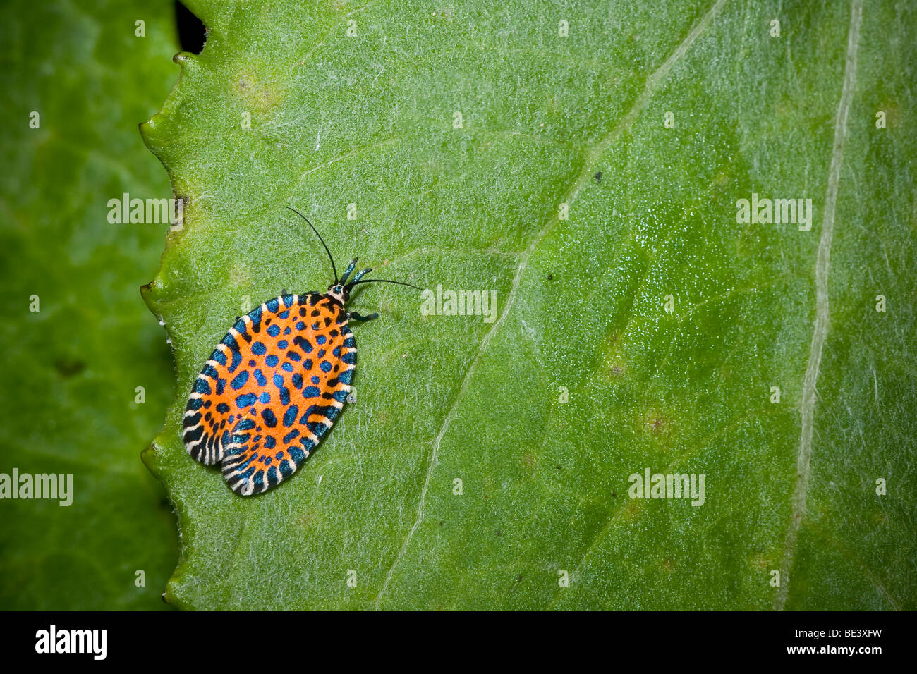 Colorful moth (Pseudatteria leopardina), family Tortricidae, order Lepidoptera, in the cloud forests of Monteverde, Costa Rica. Stock Photo