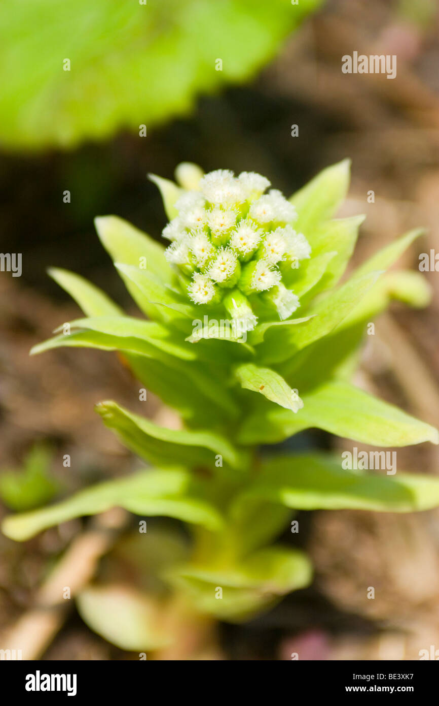 teine high resolution stock photography and images alamy