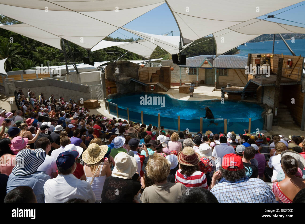 Seal show at Taronga Zoo. Sydney, New South Wales, AUSTRALIA Stock Photo