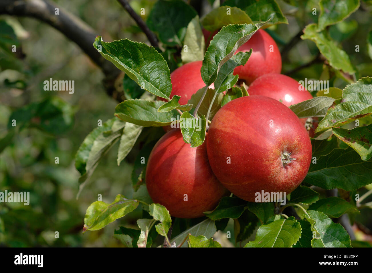 Apple orchard in Kent Stock Photo Alamy