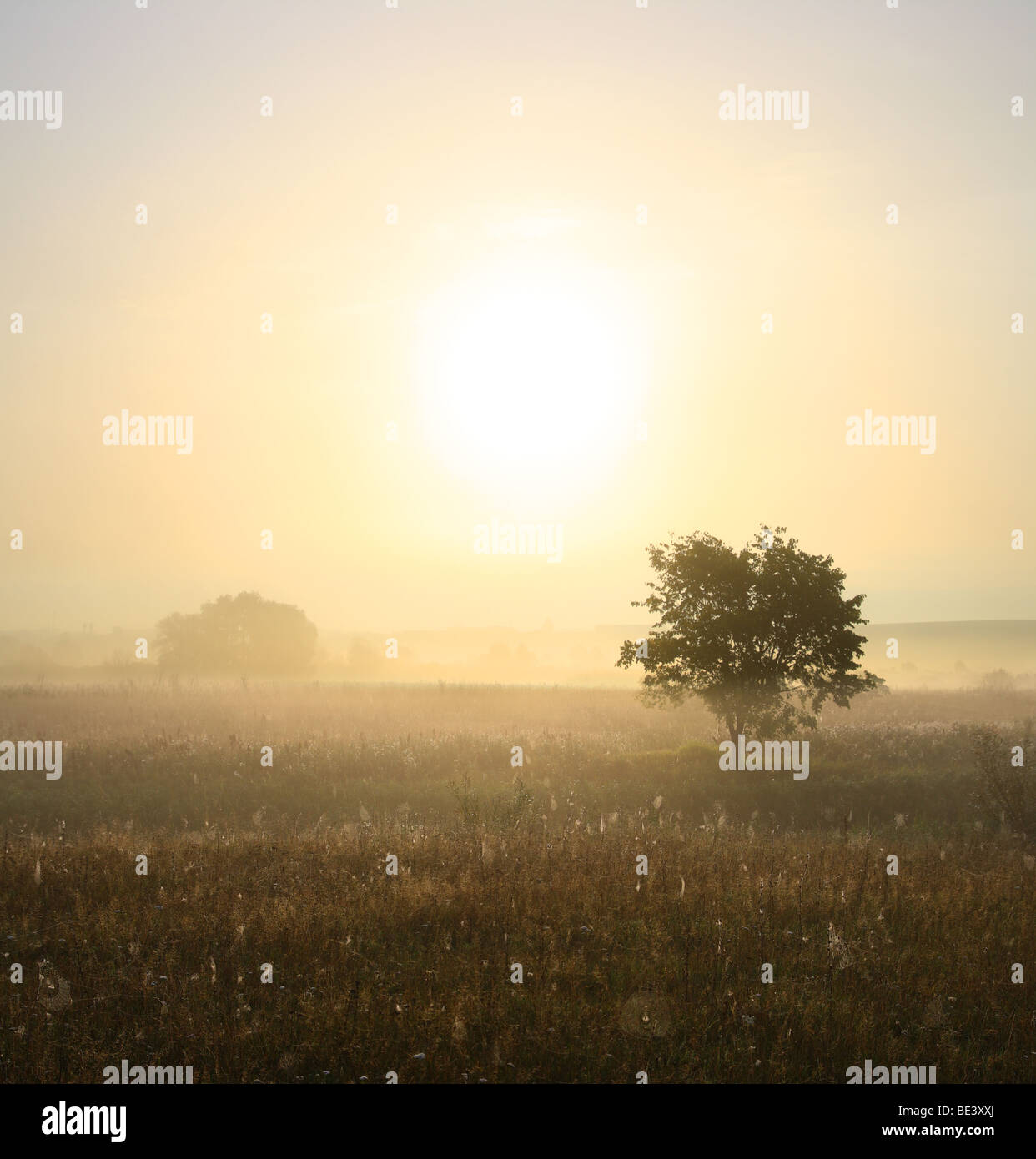 morning landscape with single tree in mist Stock Photo - Alamy