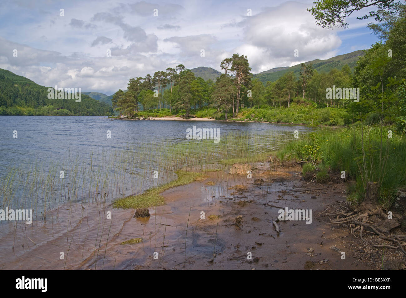 Loch Eck, Argyll forest Park, Argyl and Bute, Scotland. June, 2009 Stock Photo