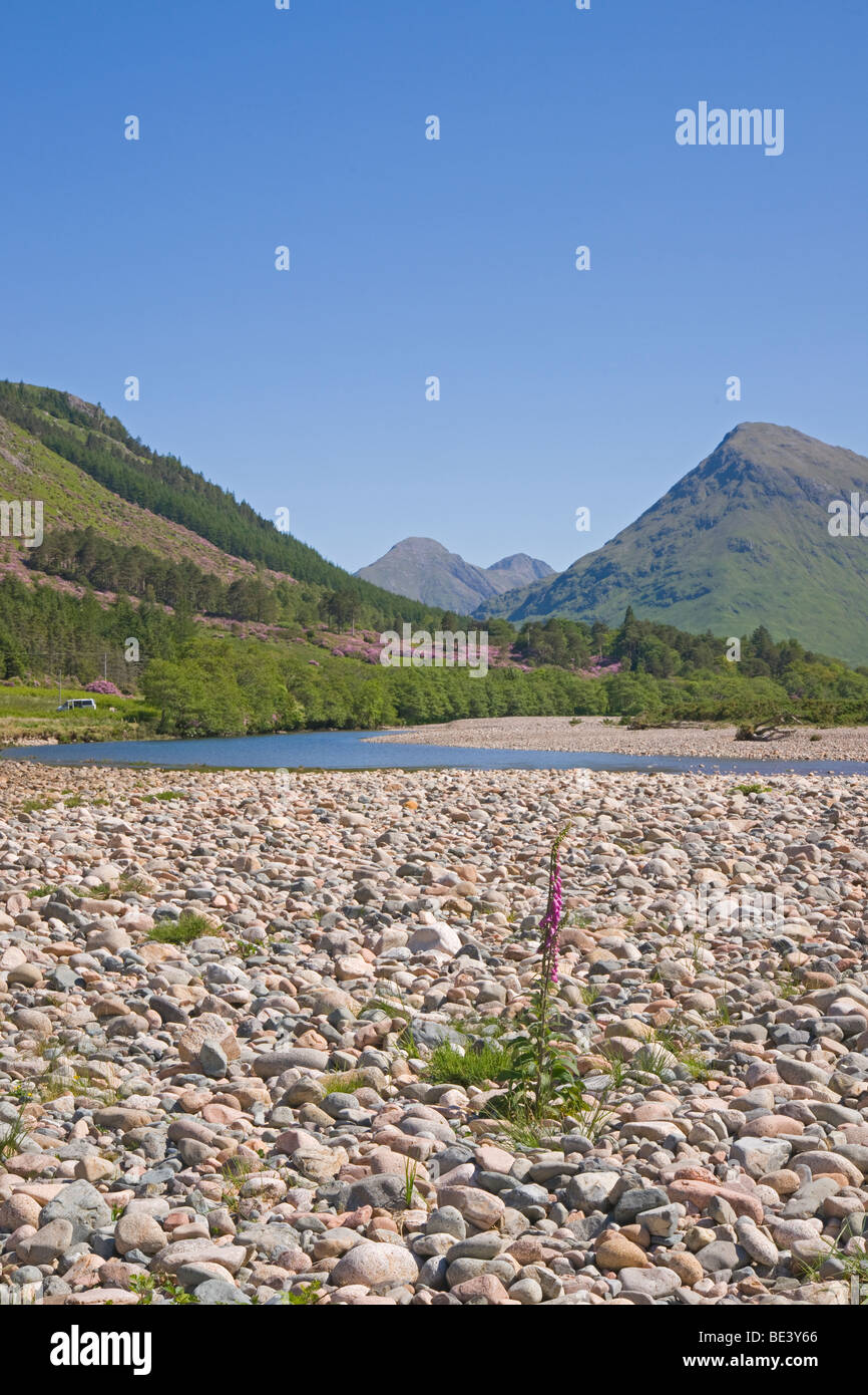 Wild rhododendrons, Glen Etive, River Etive, glencoe mountains, Highland Region, Scotland. June, 2009 Stock Photo