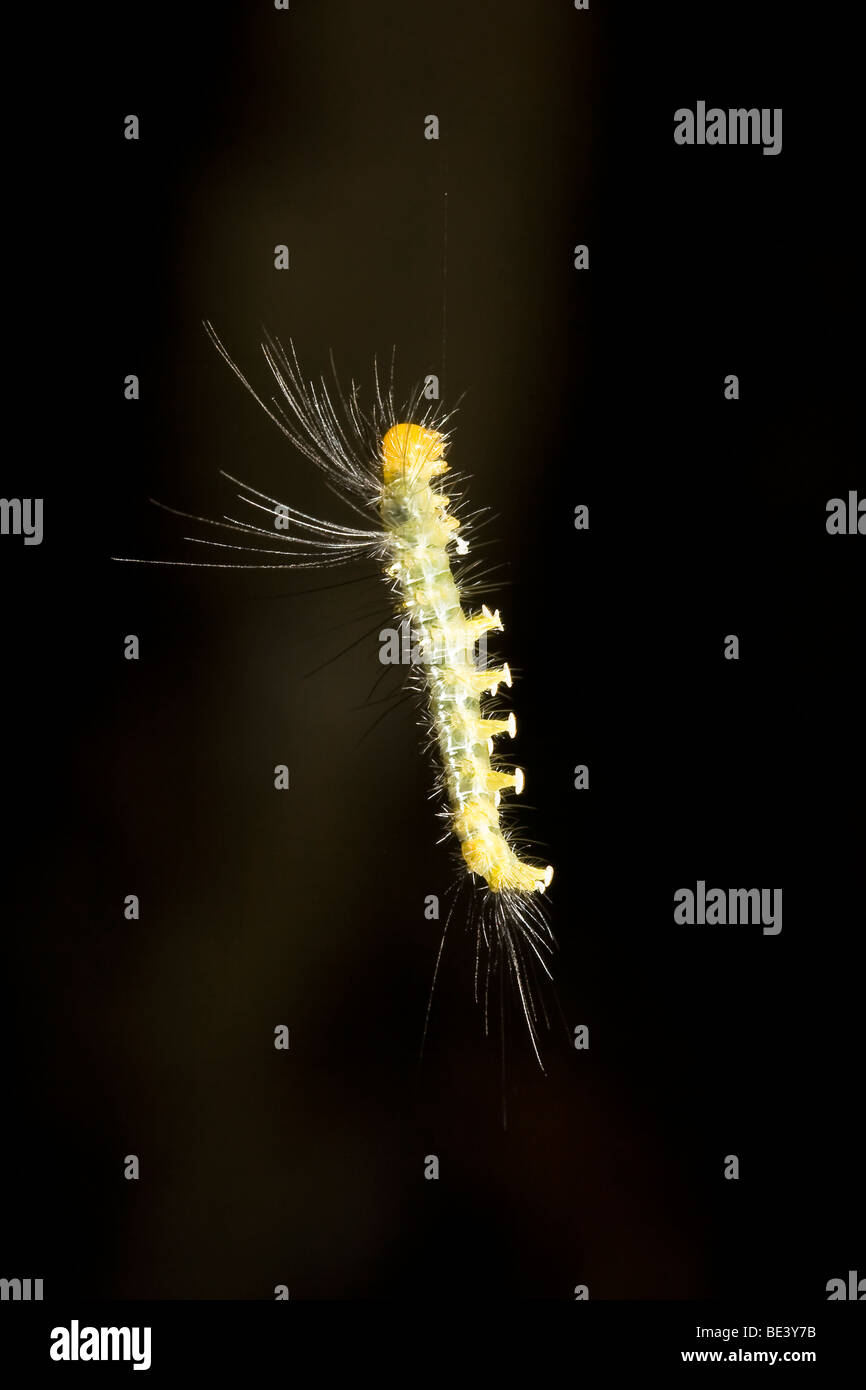 Black hairy caterpillar hi-res stock photography and images - Alamy