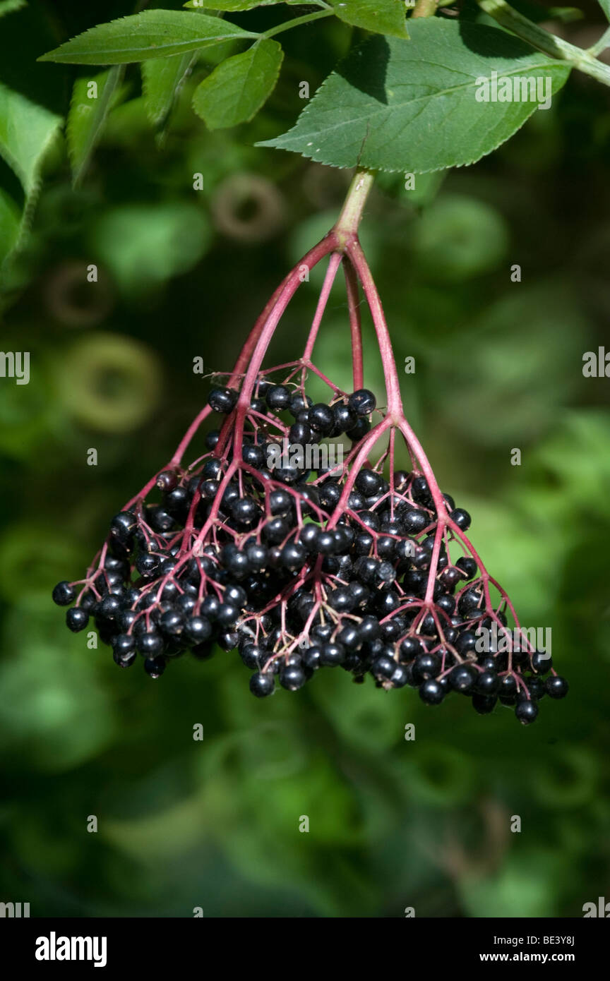 elderberry fruits (sambucus Stock Photo Alamy