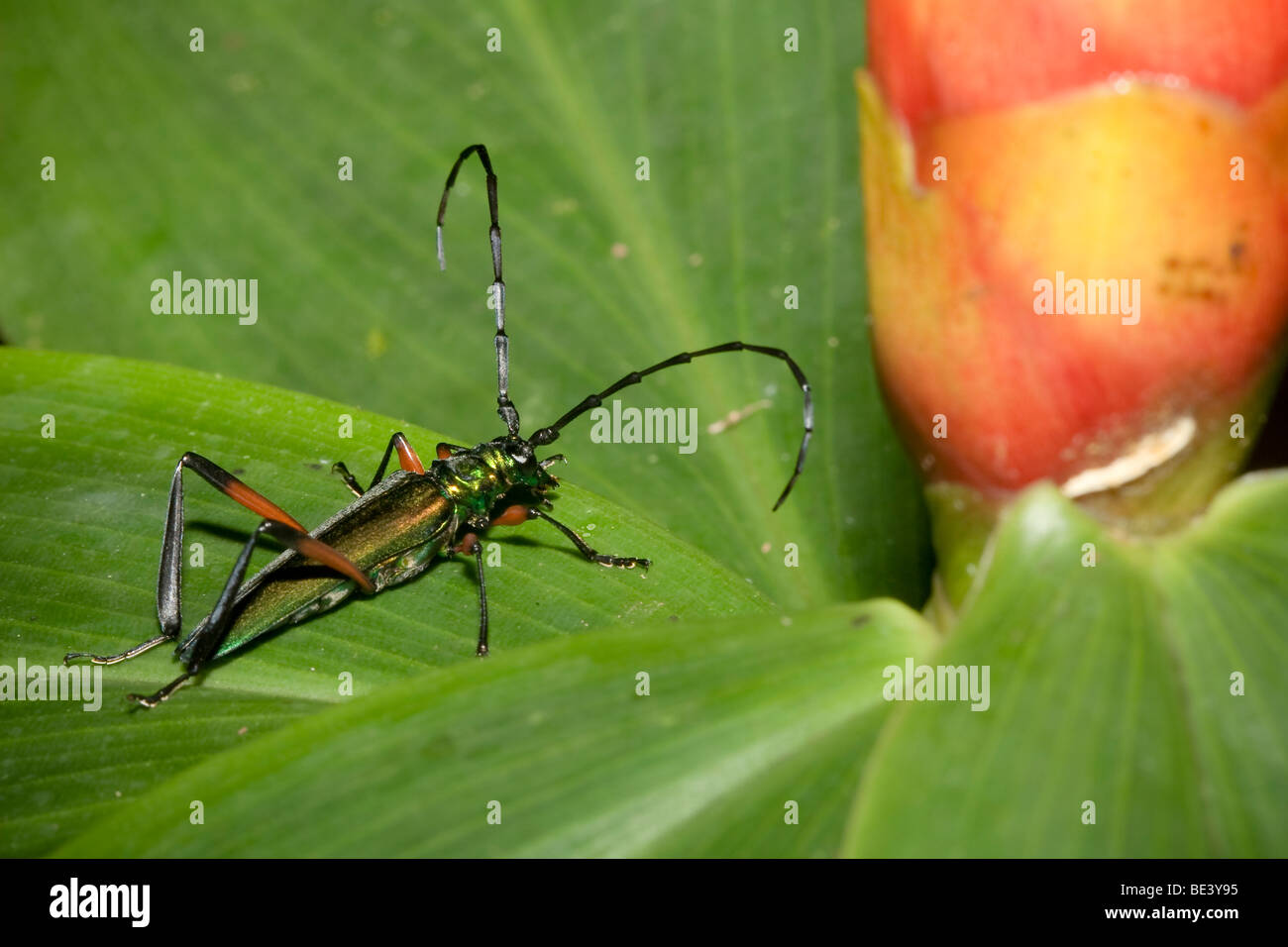 A longhorned woodboring beetle, family Cerambycidae, in the mountain