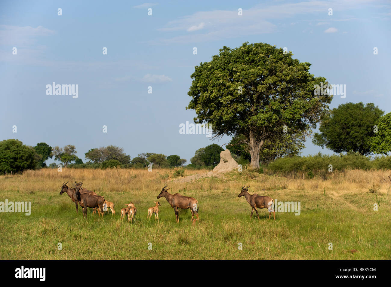 Tsessebe with young (Damaliscus lunatus), Okavango Delta, Botswana Stock Photo