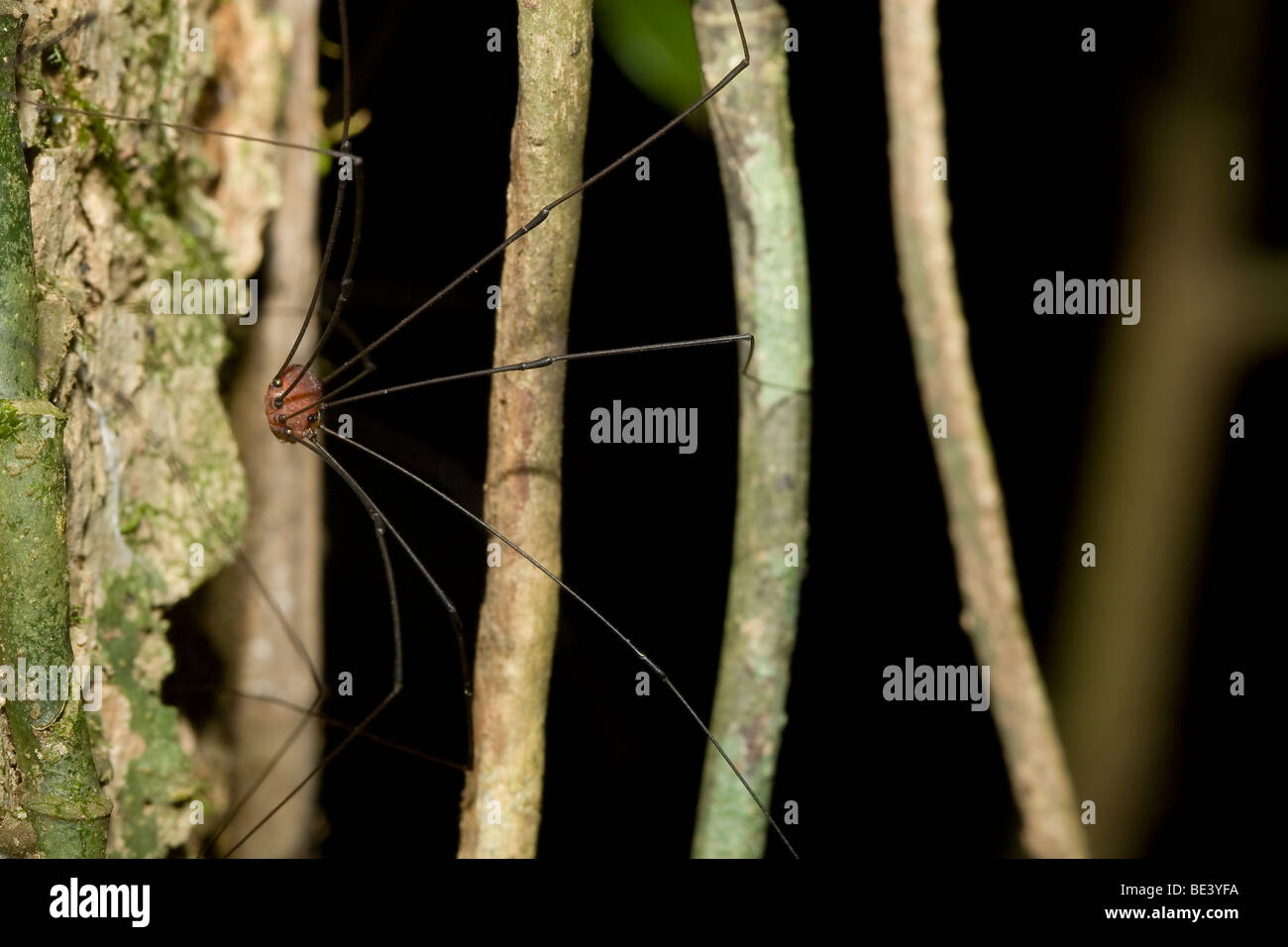 Tropical harvestman, order Opiliones. Photographed in Costa Rica. Stock Photo