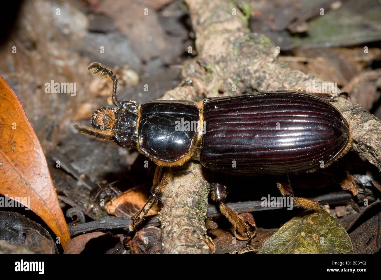 A Bess Beetle Family Passalidae Order Coleoptera On The - 