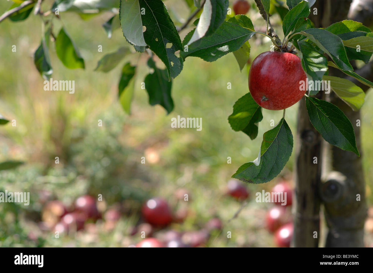Apple orchard in Kent Stock Photo Alamy