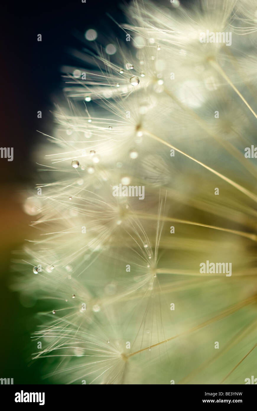 Autumn dandelion seeds hi-res stock photography and images - Alamy