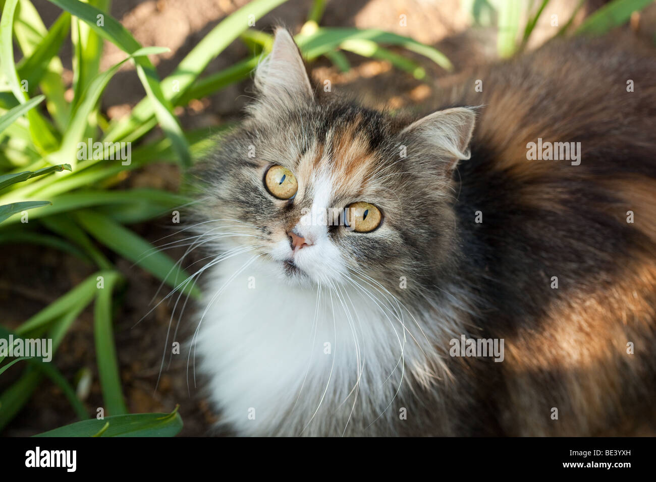 Beautiful threecoloured cat with a speaking glance Stock Photo Alamy