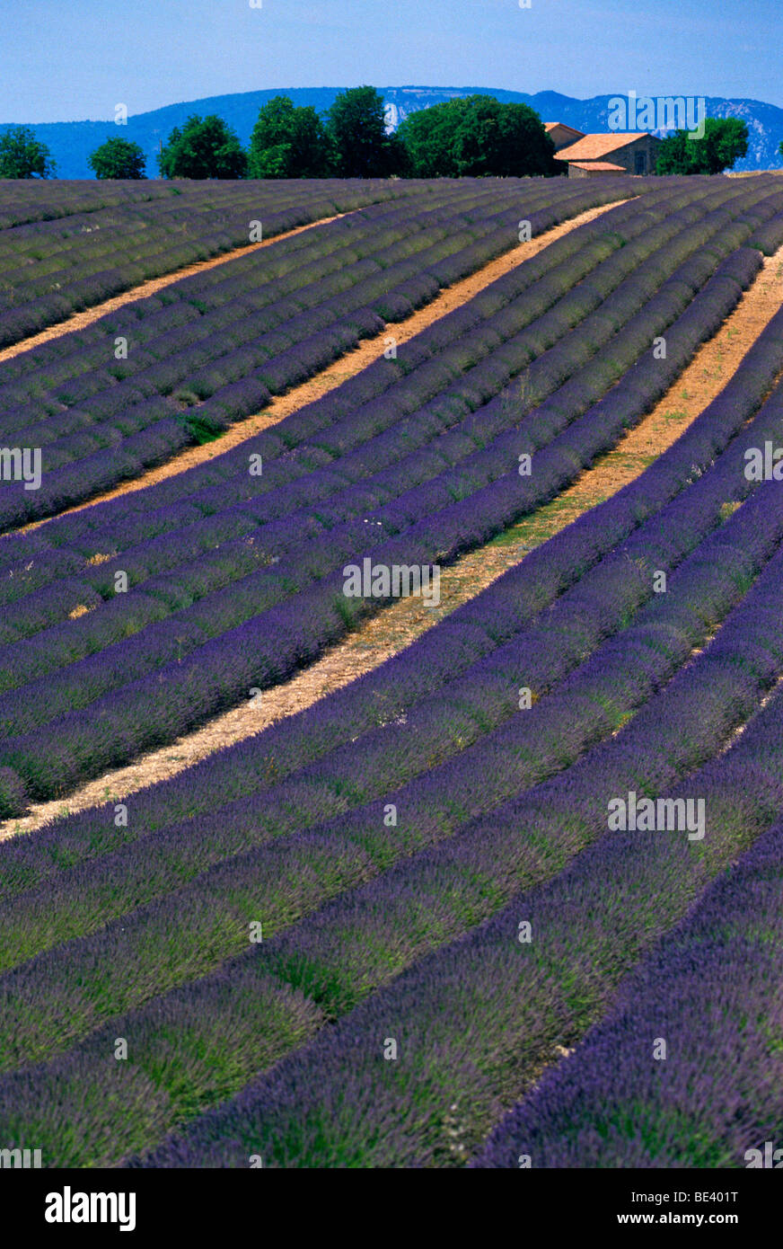 Lavender fields in the Ventoux region of the Haute Provence in the South of France Stock Photo