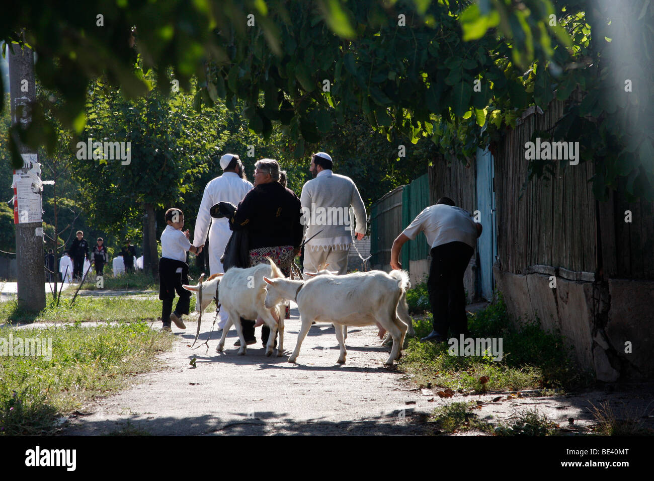 Hassidim on the street of Uman, Ukraine during Rosh-ha-Shana, Jewish New Year while local farmer shapards his nanny-goats Stock Photo