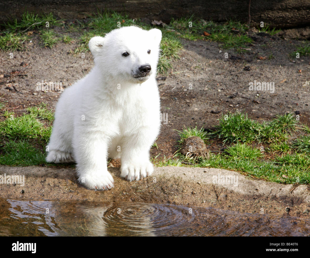 Eisbaer Knut im Berliner Zoo Stock Photo